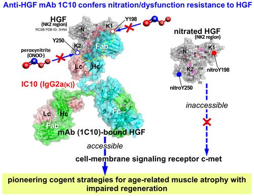 In vitro immuno-prevention of nitration/dysfunction of myogenic stem cell activator HGF, towards developing a strategy for age-related muscle atrophy