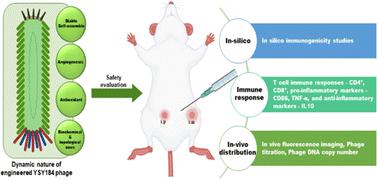 In vivo safety evaluation and tracing of arginylglycylaspartic acid-engineered phage nanofiber in murine model