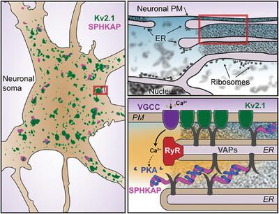 Compartmentalized signaling in the soma: Coordination of electrical and protein kinase A signaling at neuronal ER‐plasma membrane junctions