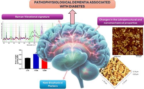 Diabetes and Cognitive Decline: An Innovative Approach to Analyzing the Biophysical and Vibrational Properties of the Hippocampus