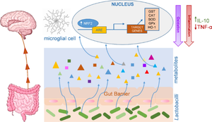 Lactobacilli Cell-Free Supernatants Modulate Inflammation and Oxidative Stress in Human Microglia via NRF2-SOD1 Signaling