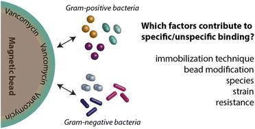 Evaluating the potential of vancomycin-modified magnetic beads as a tool for sample preparation in diagnostic assays