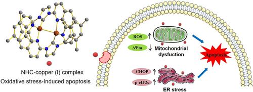 Copper(I) Complexes With Phenanthroline‐Functionalized NHC Ligands Achieve Effective Anticancer Activity via Mitochondrial and Endoplasmic Reticulum Stress