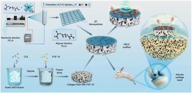 Development and evaluation of 3D composite scaffolds with piezoelectricity and biofactor synergy for enhanced articular cartilage regeneration