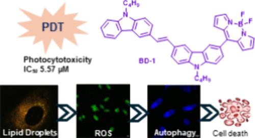 BODIPYS Based Fluorescent Markers To Monitor Autophagic Lysosomes and Lipid Droplets in TNBC