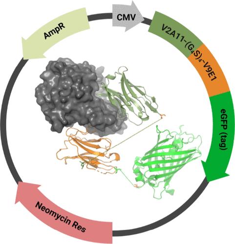 A Biparatopic Intrabody Renders Vero Cells Impervious to Ricin Intoxication