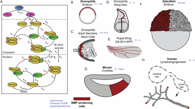 Optimal performance objectives in the highly conserved bone morphogenetic protein signaling pathway