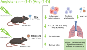 Angiotensin-(1–7) decreases inflammation and lung damage caused by betacoronavirus infection in mice