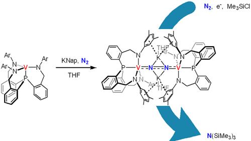 A Dinitrogen Divanadium Complex Supported by a Trisamidophosphine Ligand