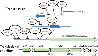 Regulation of daptomycin biosynthesis in Streptomyces roseosporus: new insights from genomic analysis and synthetic biology to accelerate lipopeptide discovery and commercial production