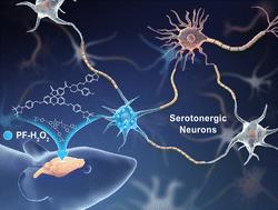 A versatile fluorescent probe for hydrogen peroxide in serotonergic neurons of living brains of mice with depression