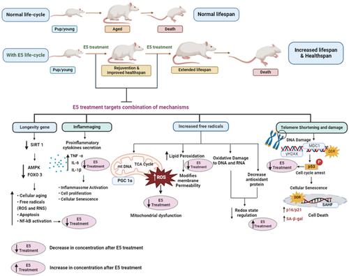 E5 treatment showing improved health-span and lifespan in old Sprague Dawley rats