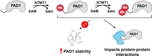 Characterizations of Protein Arginine Deiminase 1 as a Substrate of NTMT1: Implications of Nα-Methylation in Protein Stability and Interaction