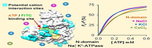 Effect of Cations on ATP Binding to the N-domain of Na+, K+-ATPase