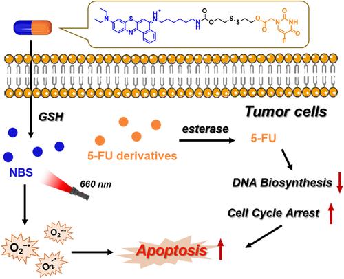 A self‐reinforced activatable photosensitizer prodrug enabling synergistic photodynamic and chemotherapy