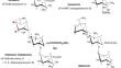 Combinatorial biosynthesis of novel aminoglycoside antibiotics via pathway engineering