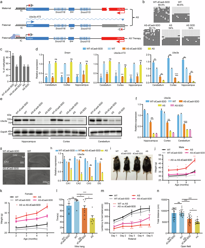 Epigenetic editing alleviates Angelman syndrome phenotype in mice by unsilencing paternal Ube3a