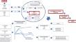 Organ crosstalk and dysfunction in sepsis