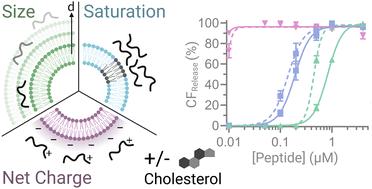 Influence of lipid vesicle properties on the function of conjugation dependent membrane active peptides