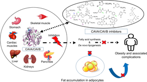 Structure based exploration of mitochondrial alpha carbonic anhydrase inhibitors as potential leads for anti-obesity drug development