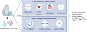 Exploring the Potential Probiotic Properties of Bifidobacterium breve DSM 32583—A Novel Strain Isolated from Human Milk