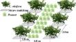 Effect of peanut straw mulching on the soil nitrogen change and functional genes in the Camellia oleifera intercropping system