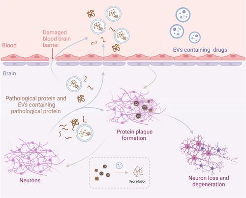 Extracellular vesicles-based theranostics for neurodegenerative diseases