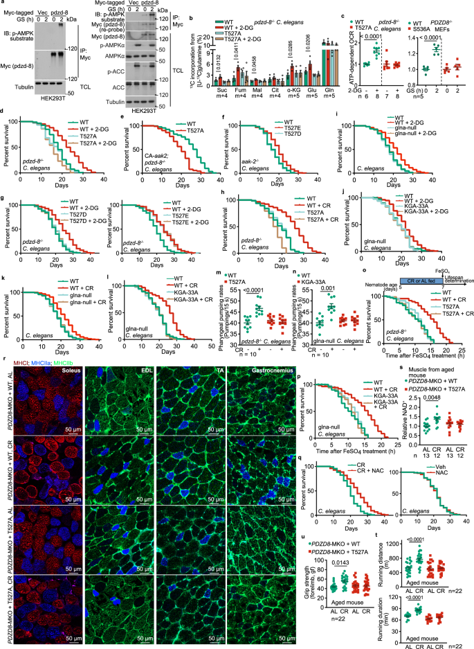 AMPK-PDZD8-GLS1 axis mediates calorie restriction-induced lifespan extension