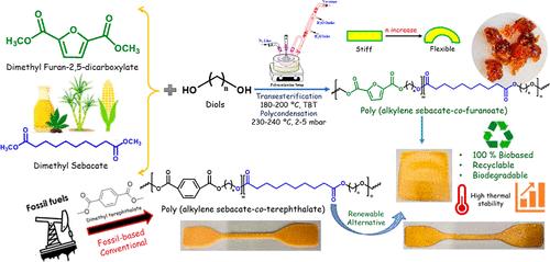 Fully Biobased High-Molecular-Weight Polyester with Impressive Elasticity, Thermo-Mechanical Properties, and Enzymatic Biodegradability: Replacing Terephthalate