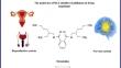 Metabolic and neurodevelopmental effects of the environmental endocrine disruptor di-2-ethylhexyl phthalate: a review