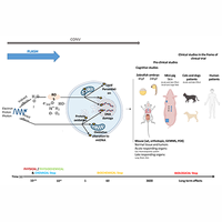 FLASH: New intersection of physics, chemistry, biology, and cancer medicine