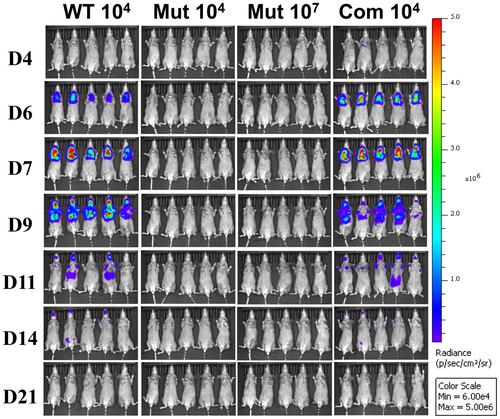 Analysis of bb0556 Expression and Its Role During Borrelia burgdorferi Mammalian Infection