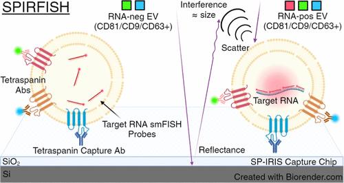 Simultaneous Protein and RNA Analysis in Single Extracellular Vesicles, Including Viruses