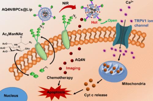 Site-Specific Location of Black Phosphorus Quantum Dot Cluster-Based Nanocomplexes for Synergistic Ion Channel Therapy and Hypoxic Microenvironment Activated Chemotherapy