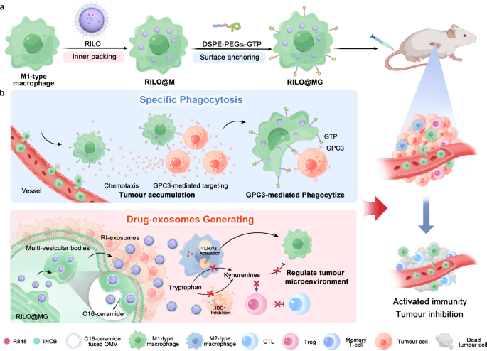 Glypican-3-targeted macrophages delivering drug-loaded exosomes offer efficient cytotherapy in mouse models of solid tumours