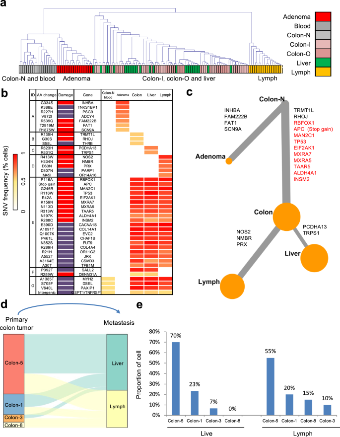 Single-cell exome sequencing reveals polyclonal seeding and TRPS1 mutations in colon cancer metastasis