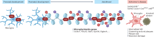 IRF8 as durable architect of the microglial chromatin landscape