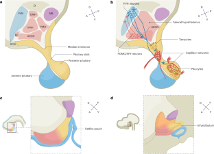 Control of tuberal hypothalamic development and its implications in metabolic disorders