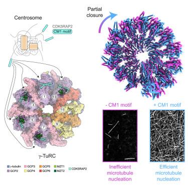 Partial closure of the γ-tubulin ring complex by CDK5RAP2 activates microtubule nucleation