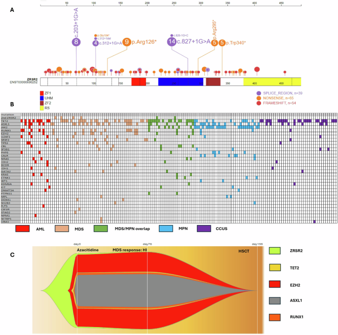 Characterisation and prognostic impact Of ZRSR2 mutations in myeloid neoplasms.