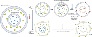 Multi-compartment liposomes forge new paths in drug delivery