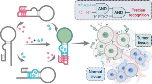 A DNA Molecular Logic Circuit for Precise Tumor Identification.