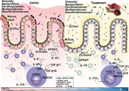 Litchi Procyanidins Ameliorate DSS-Induced Colitis through Gut Microbiota-Dependent Regulation of Treg/Th17 Balance.