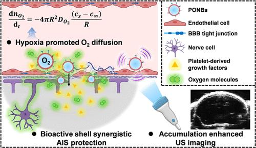 Hypoxia-Responsive Biomimetic Nanobubbles for Oxygen Delivery Promote Synergistic Ischemic Stroke Protection.