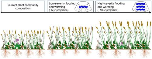 Projected near-future flooding and warming increase graminoid biomass in a high-latitude coastal wetland