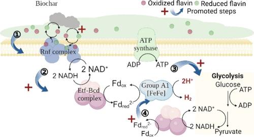 Facilitating Intracellular Electron Bifurcation by Mediating Flavin-Based Extracellular and Transmembrane Electron Transfer: A Novel Role of Pyrogenic Carbon in Dark Fermentation for Hydrogen Production.