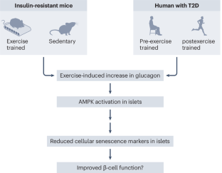 Exercise inhibits cellular senescence in pancreatic islets