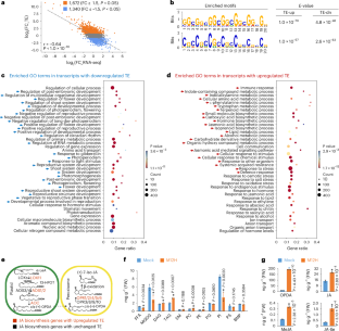 Dynamics of epitranscriptomes uncover translational reprogramming directed by ac4C in rice during pathogen infection