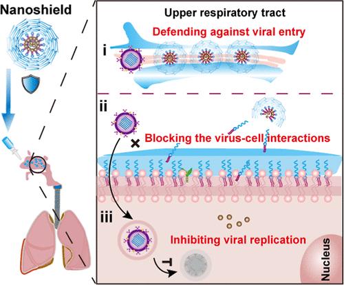 An Inhalable Nanoshield for Effective Prevention of Influenza Virus Infections.