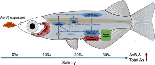 Integrating Transcriptome and Metabolome Analyses Revealed Salinity Induces Arsenobetaine Biosynthesis in Marine Medaka (Oryzias melastigma)